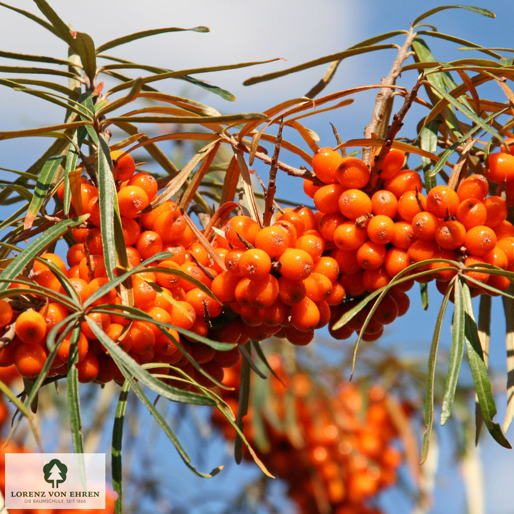 Hippophae rhamnoides