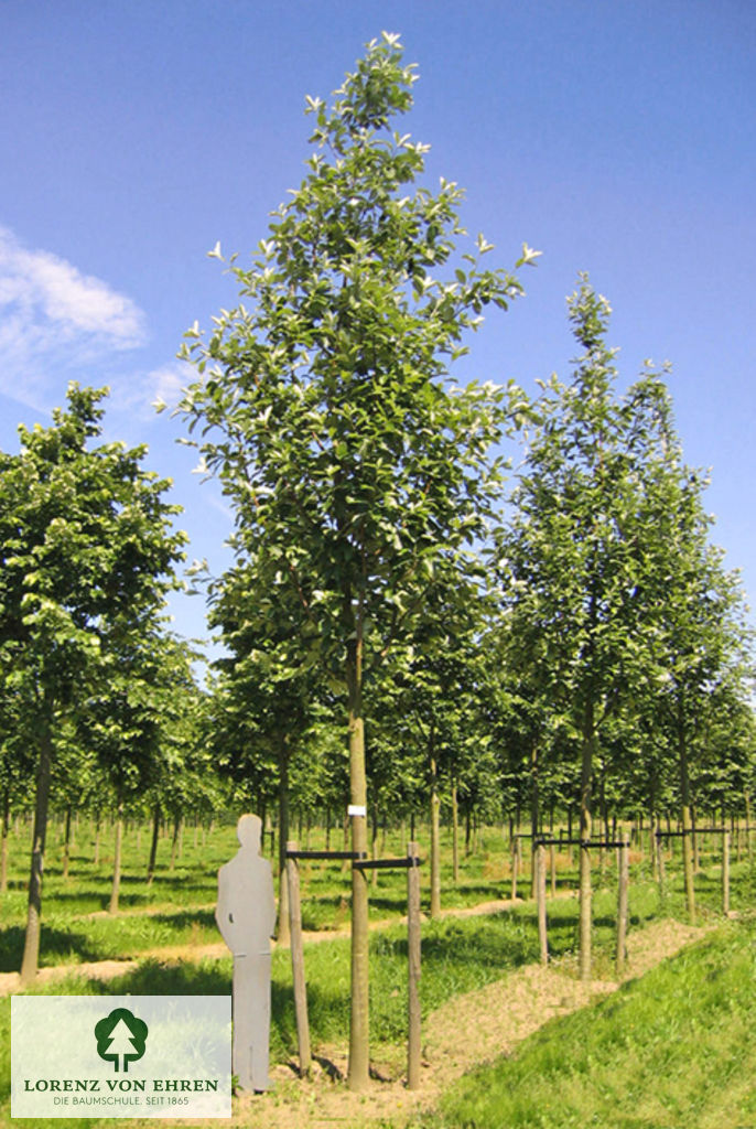 Sorbus aria 'Magnifica'