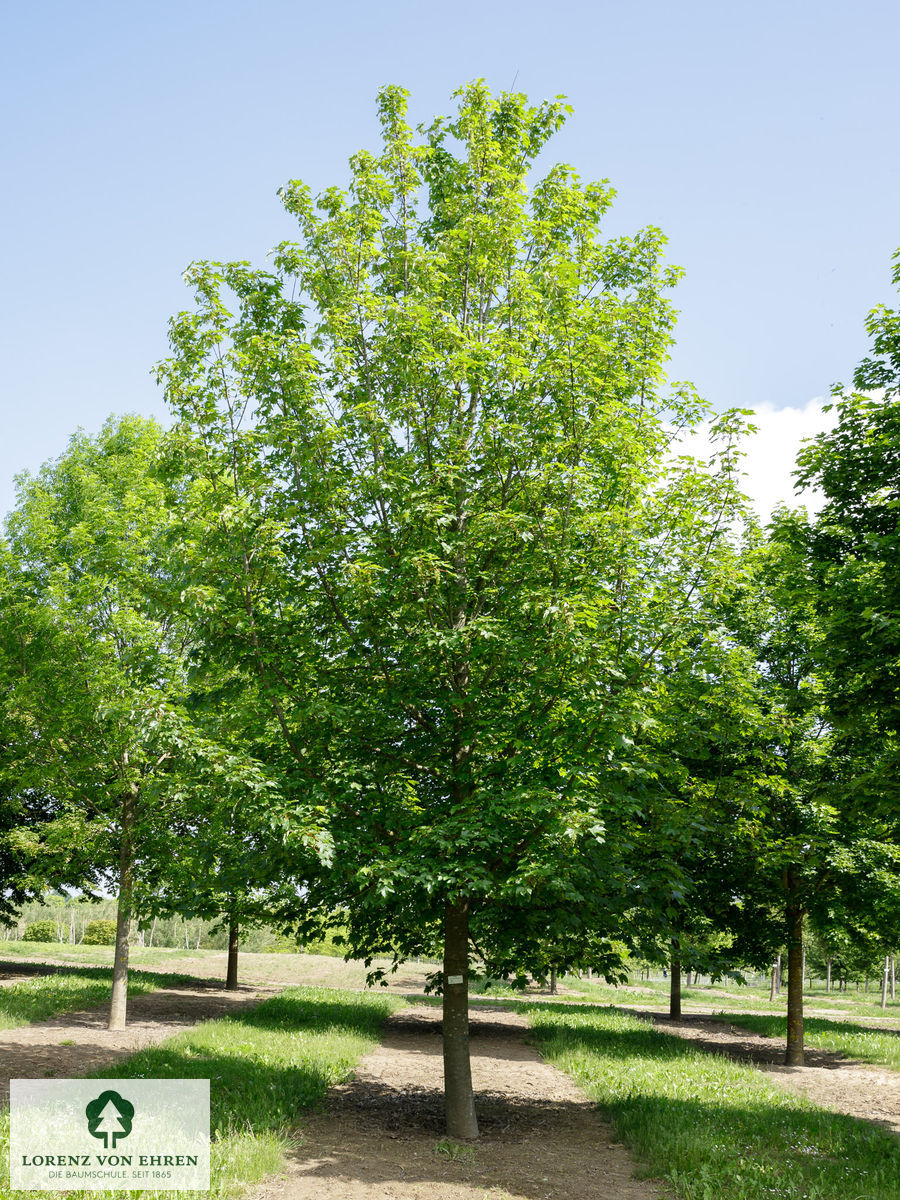 Acer pseudoplatanus