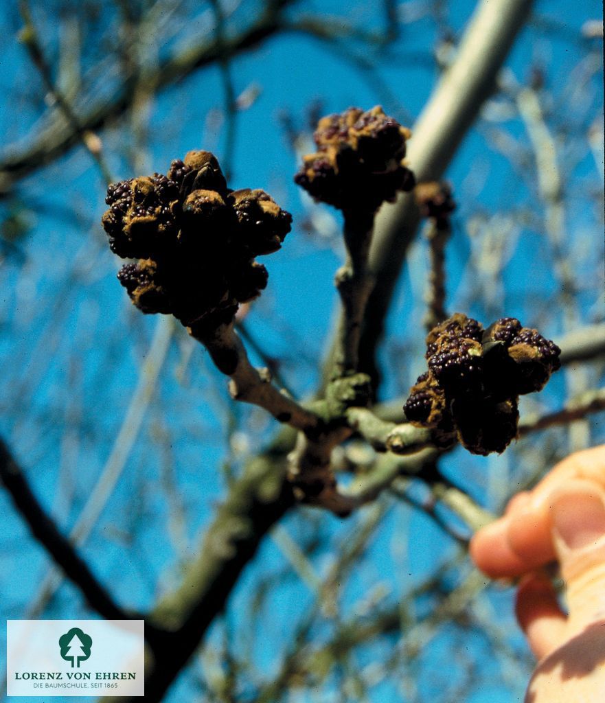 Fraxinus excelsior 'Diversifolia'