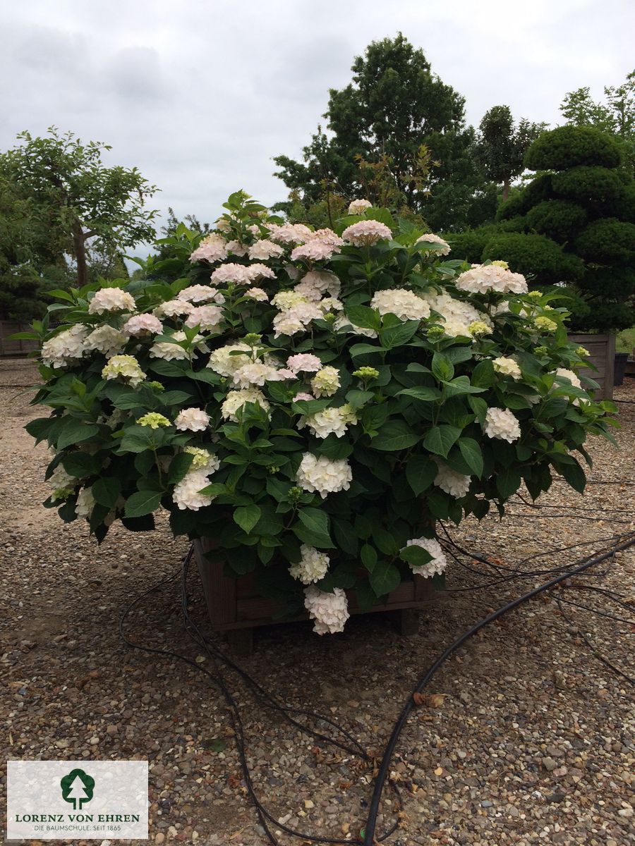 Hydrangea macrophylla Endless Summer 'The Bride'