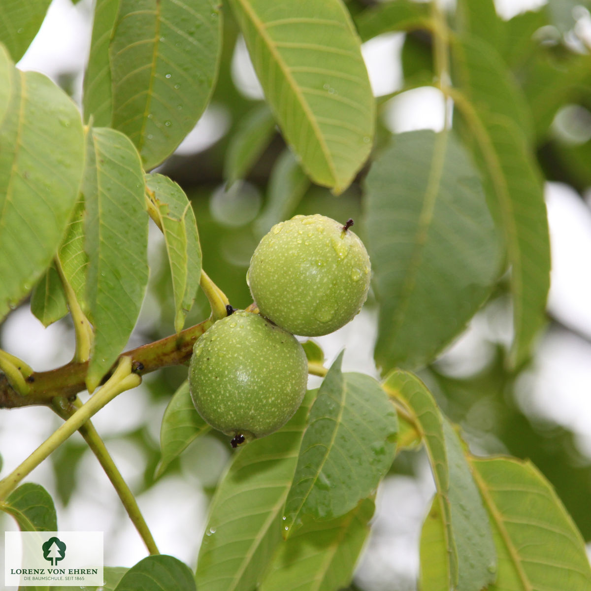 Juglans regia 'Mars'