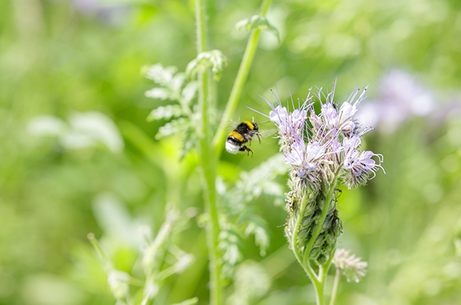 Bee pasture Bee pasture