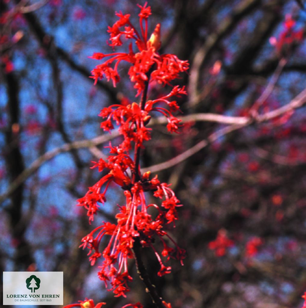 Acer rubrum