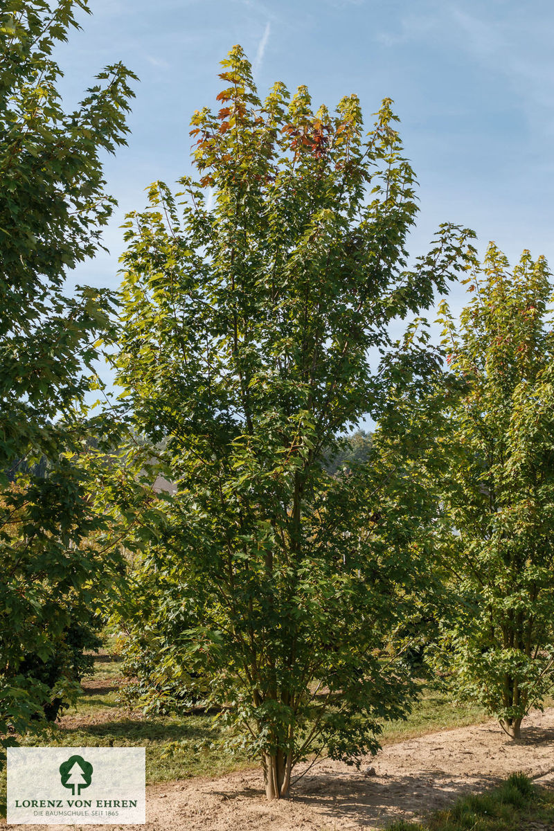 Acer freemanii 'Armstrong'