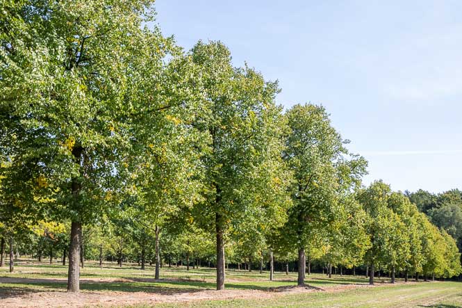 Stolze Linden in der Baumschule von Ehren