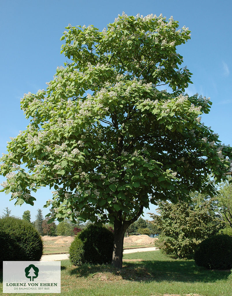 Catalpa bignonioides