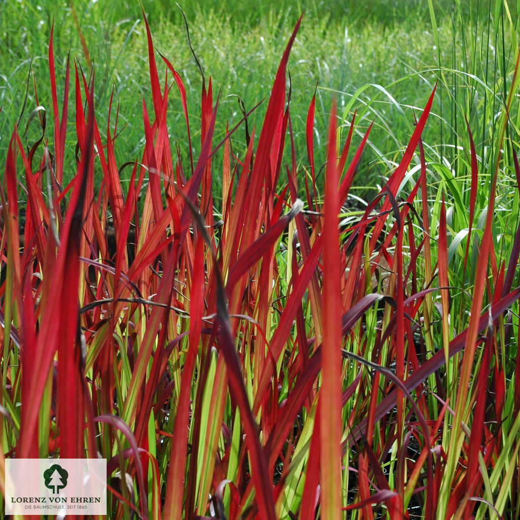 Imperata cylindrica 'Red Baron'