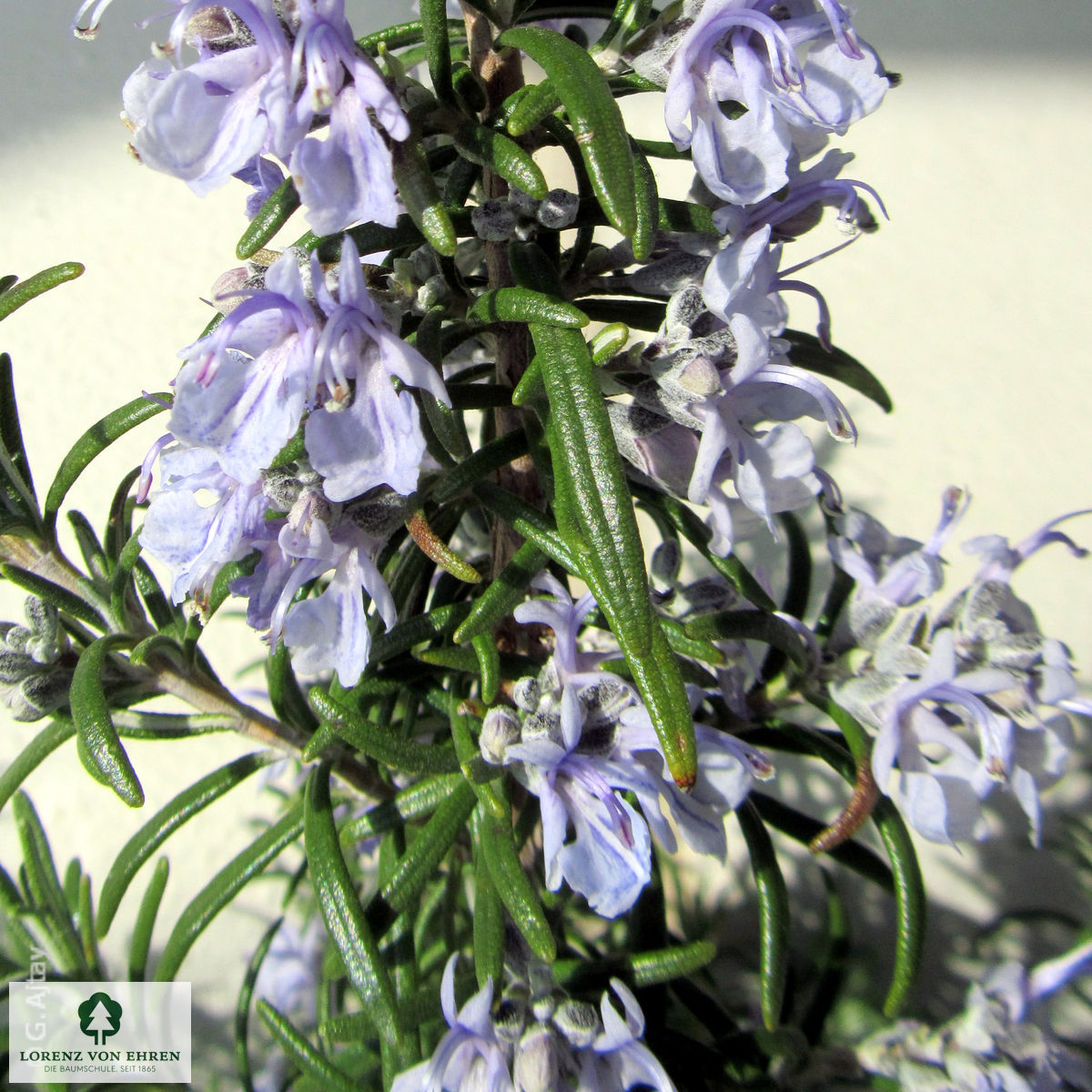 Rosmarinus officinalis