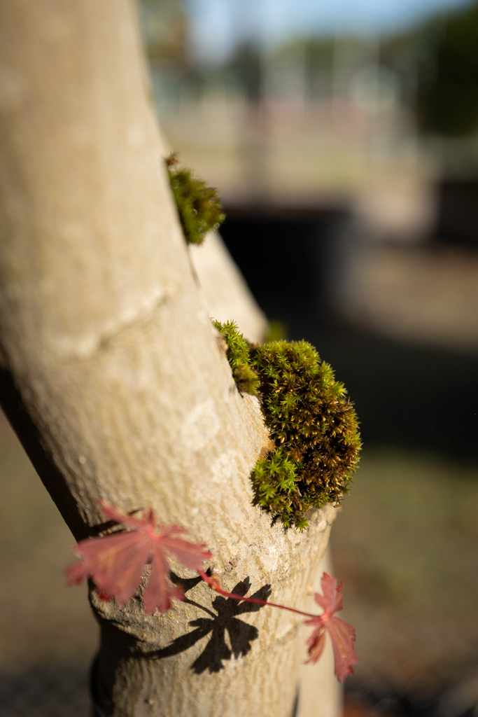 Acer japonicum 'Aconitifolium' VJ
