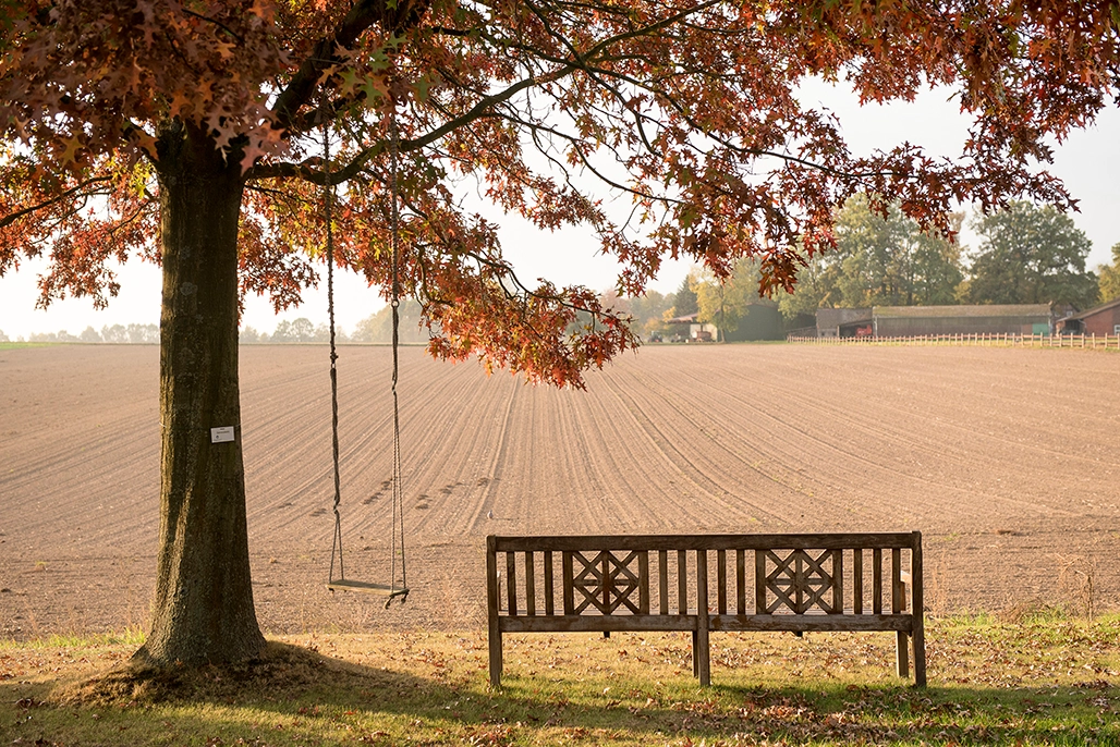 Quercus palustris Sumpfeiche Herbst Projekt Ein milder Herbstag eine Holzbank steht unter einer  großen Eiche