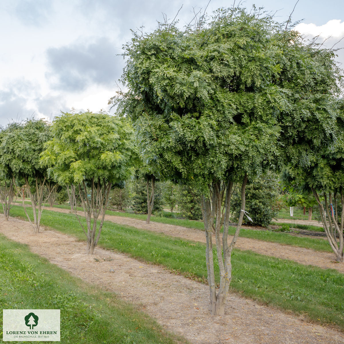 Gleditsia triacanthos 'Elegantissima'