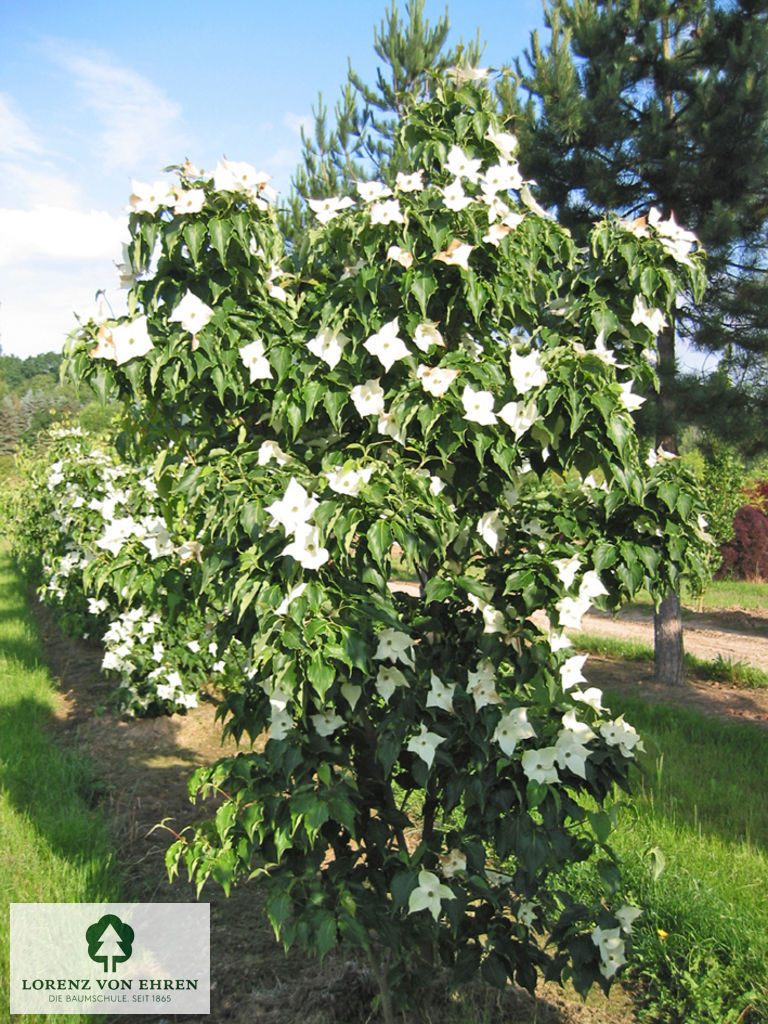 Cornus kousa 'Milky Way'