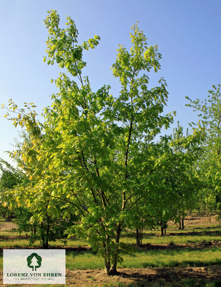 Quercus rubra