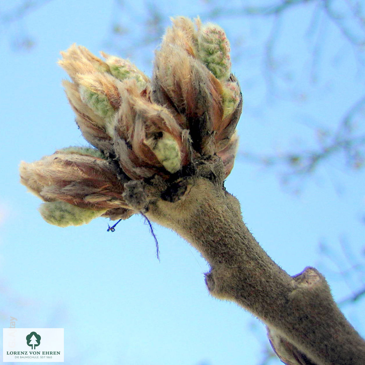 Quercus macranthera