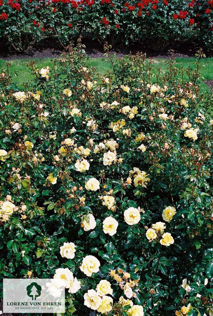 Rosa 'Gelber Engel'