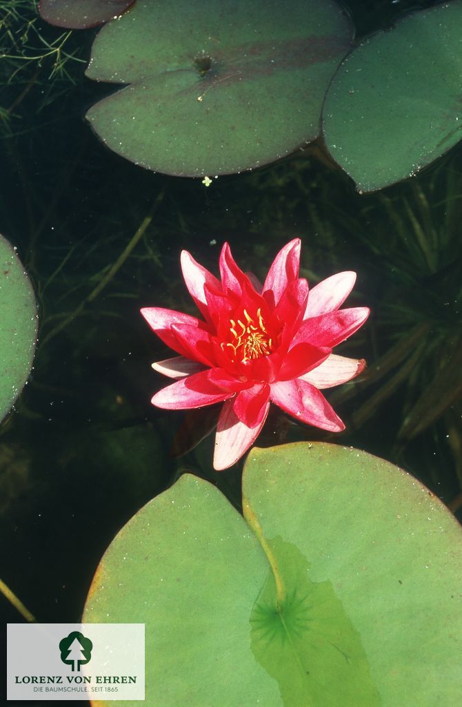 Nymphaea-Hybride 'James Brydon'