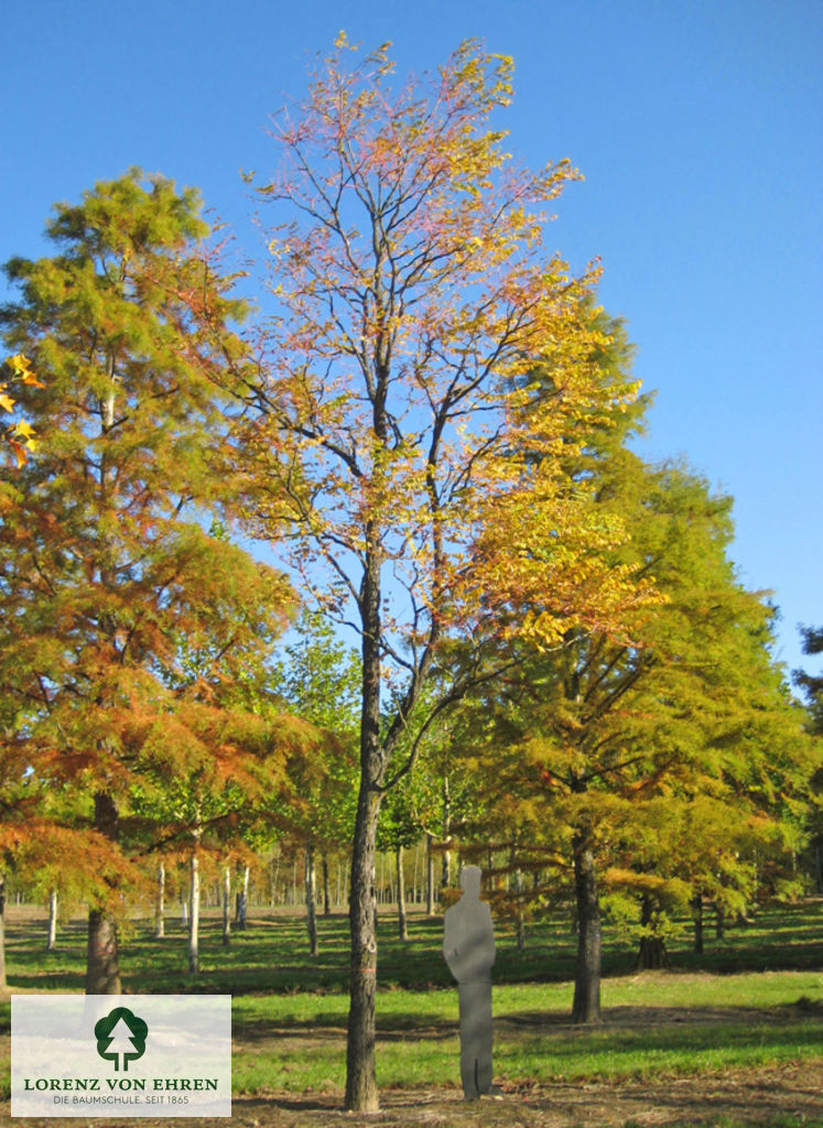 Gymnocladus dioicus