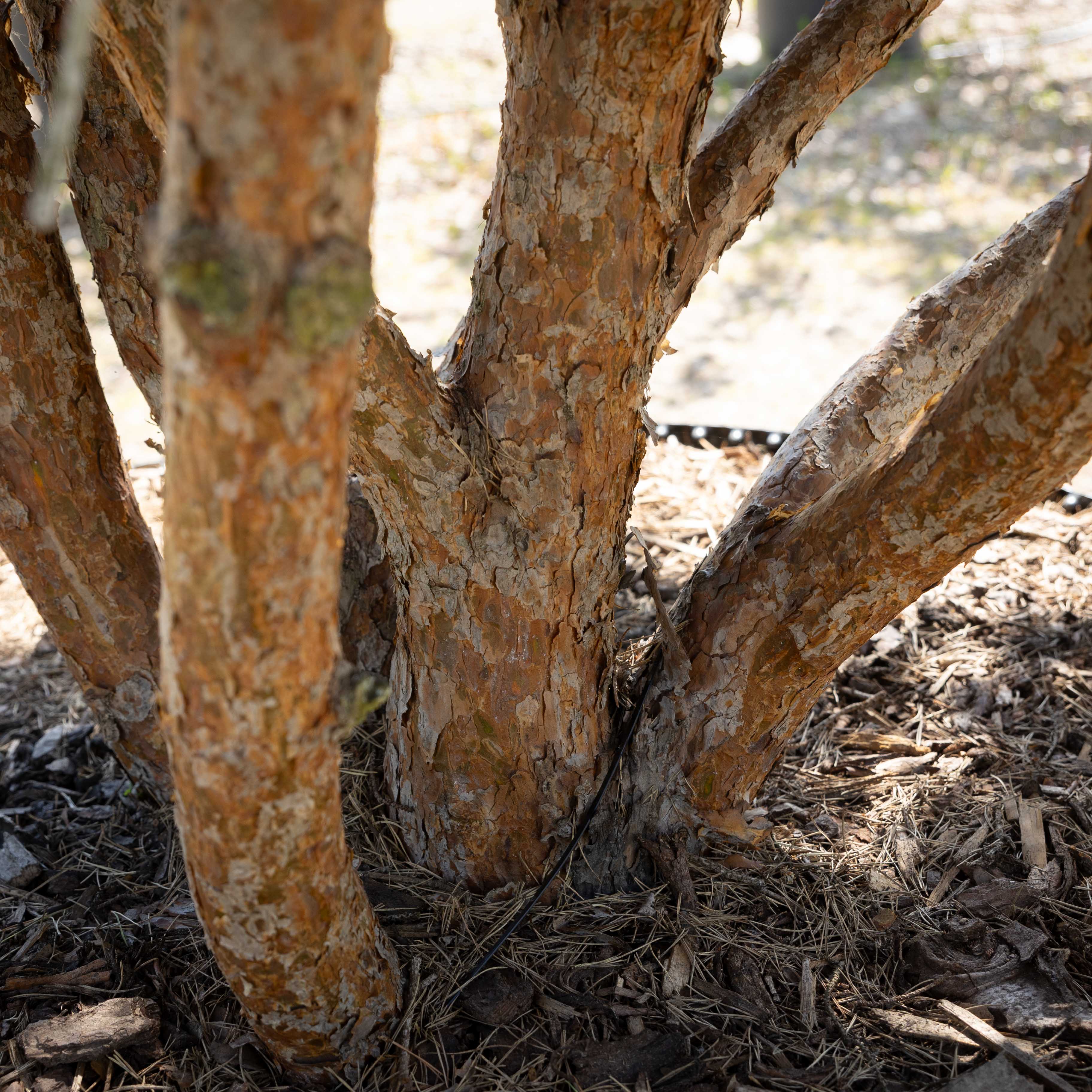 Pinus sylvestris 'Watereri' VJ