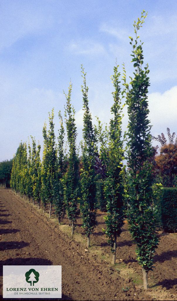 Fagus sylvatica 'Dawyck'