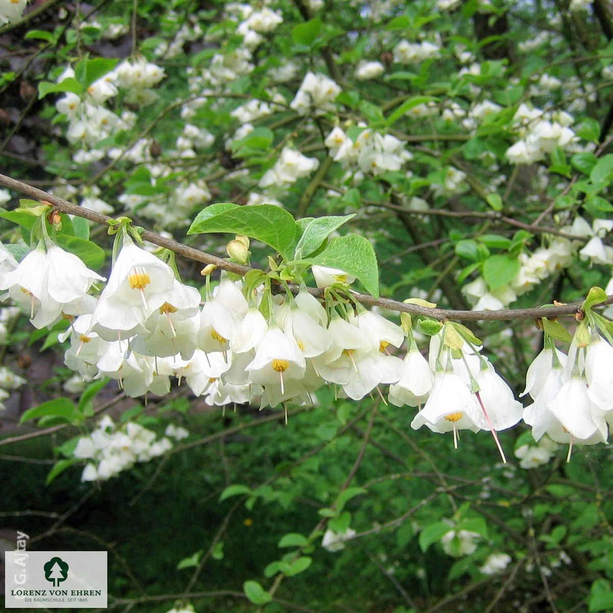 Halesia carolina