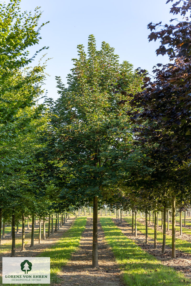 Acer pseudoplatanus