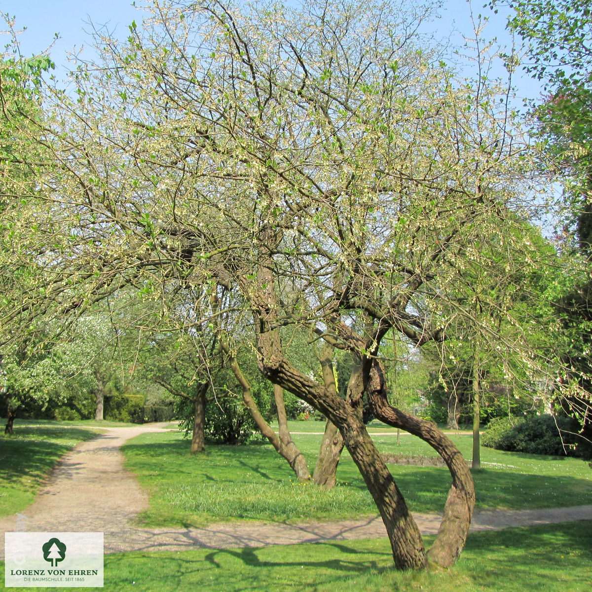 Halesia carolina