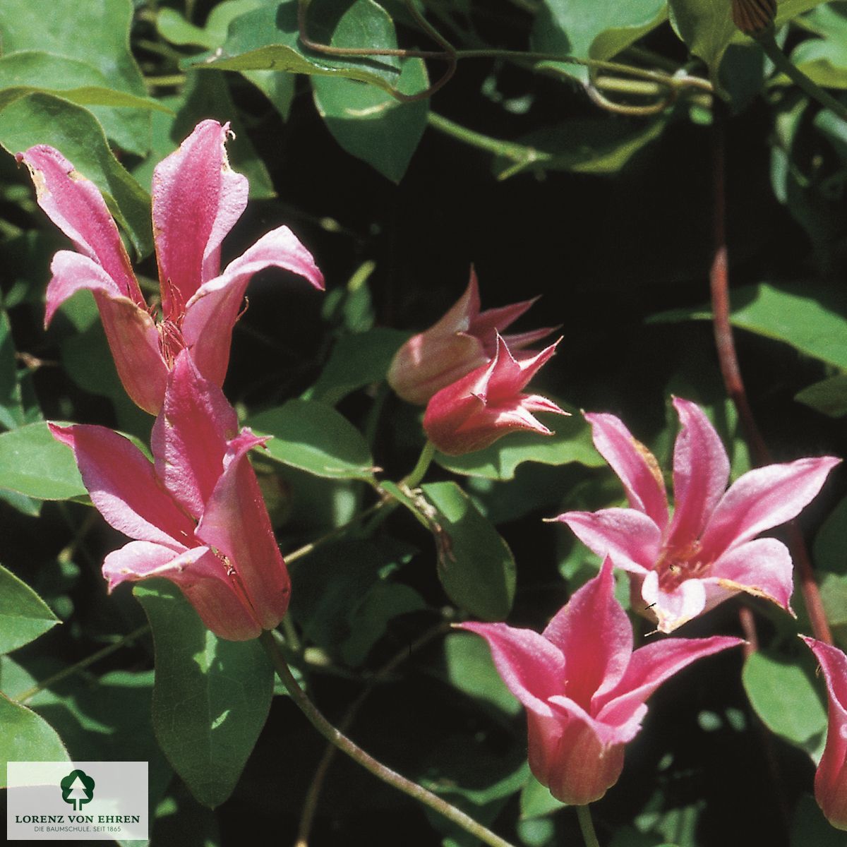 Clematis texensis 'Princess Diana'