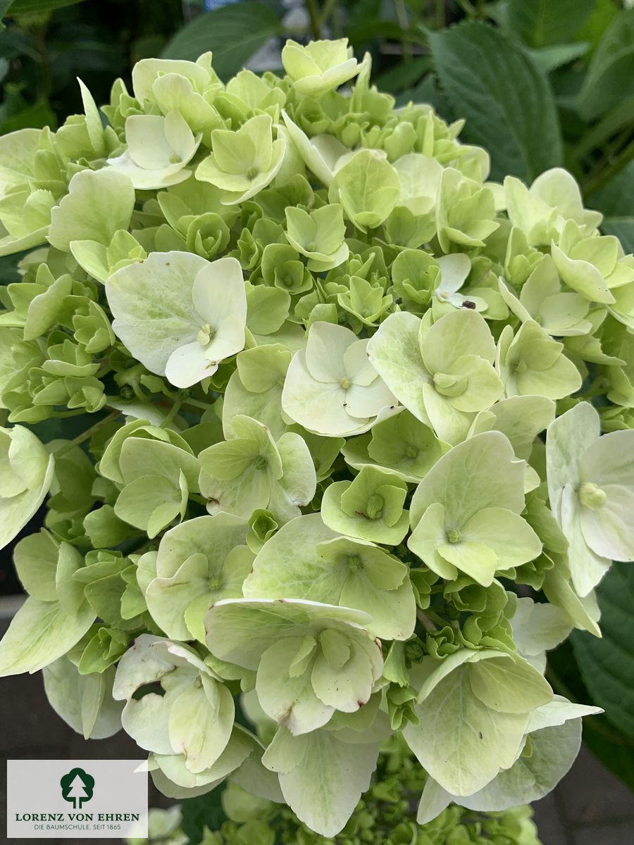 Hydrangea macrophylla Endless Summer 'The Bride'