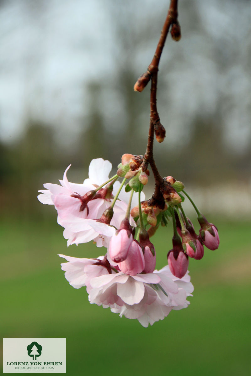 Prunus 'Accolade'