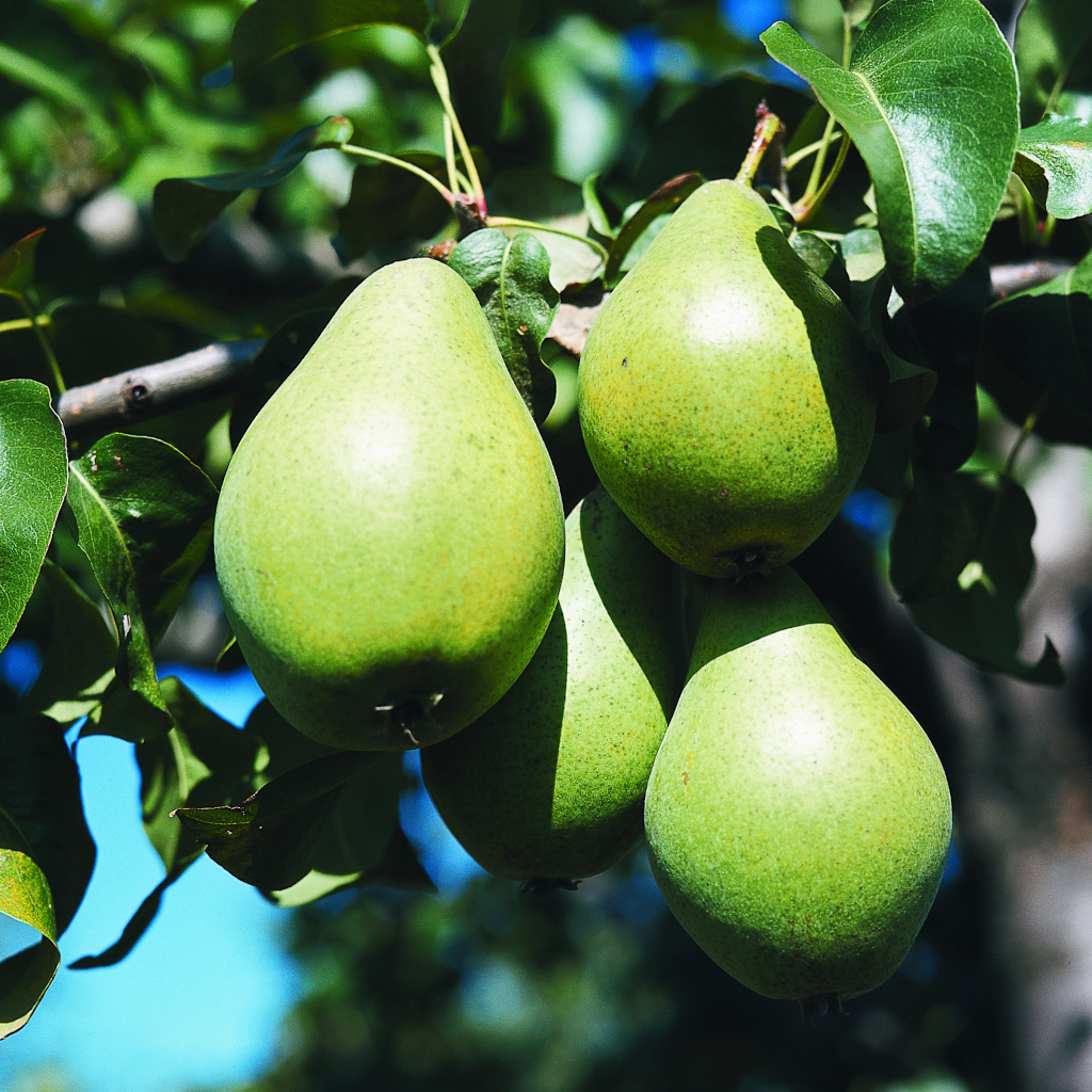 Die Frucht der Birne Pyrus communis Koestliche Von Charneu