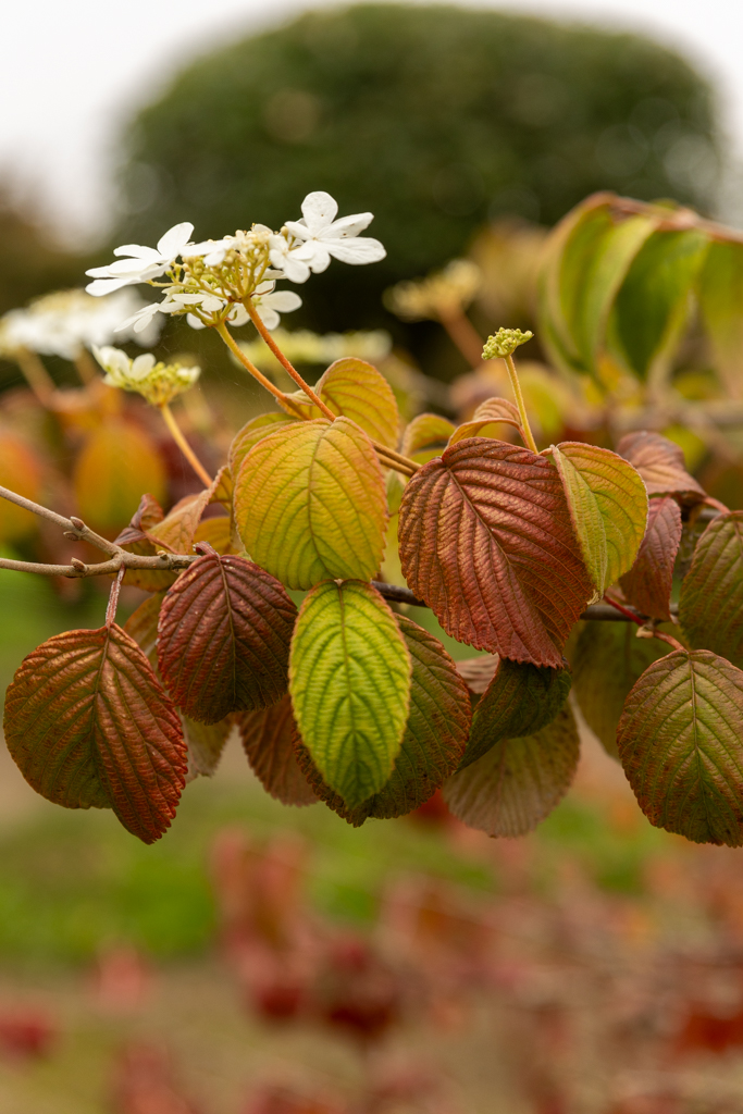 Viburnum plicatum 'Mariesii'  Bonsai