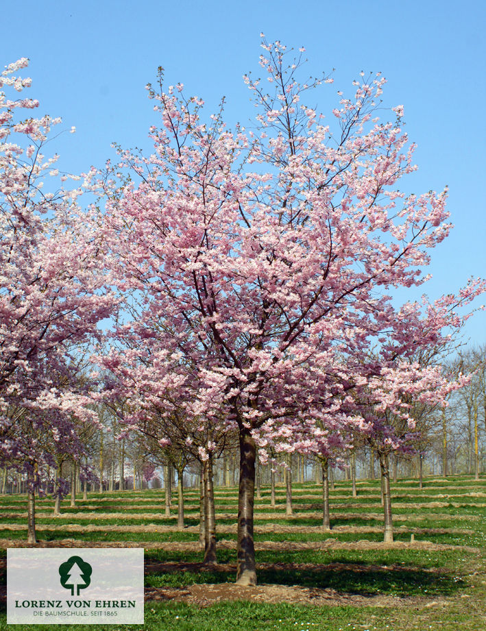 Prunus 'Accolade'