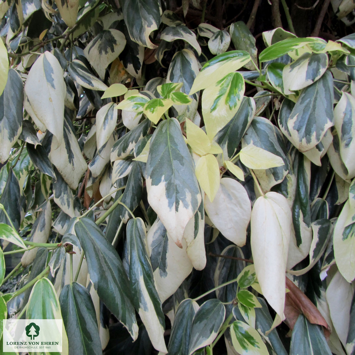 Hedera colchica 'Dentata Variegata'