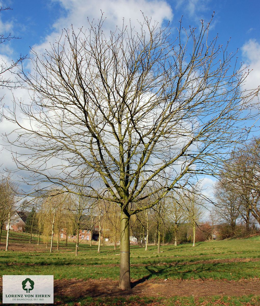 Aesculus carnea 'Briotii'