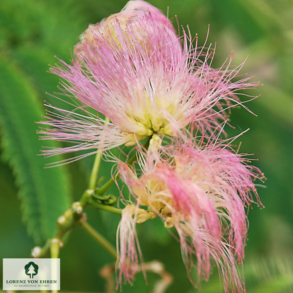 Albizia julibrissin