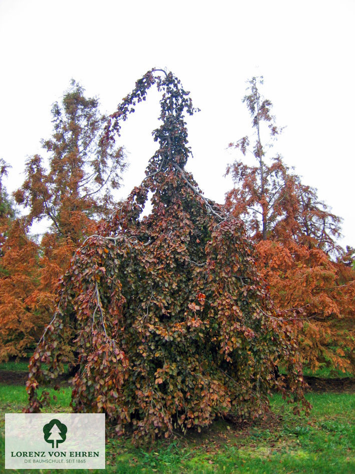 Fagus sylvatica 'Purple Fountain'