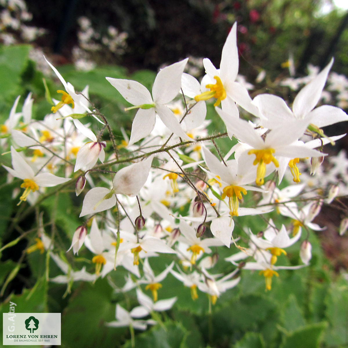 Epimedium youngianum 'Niveum'