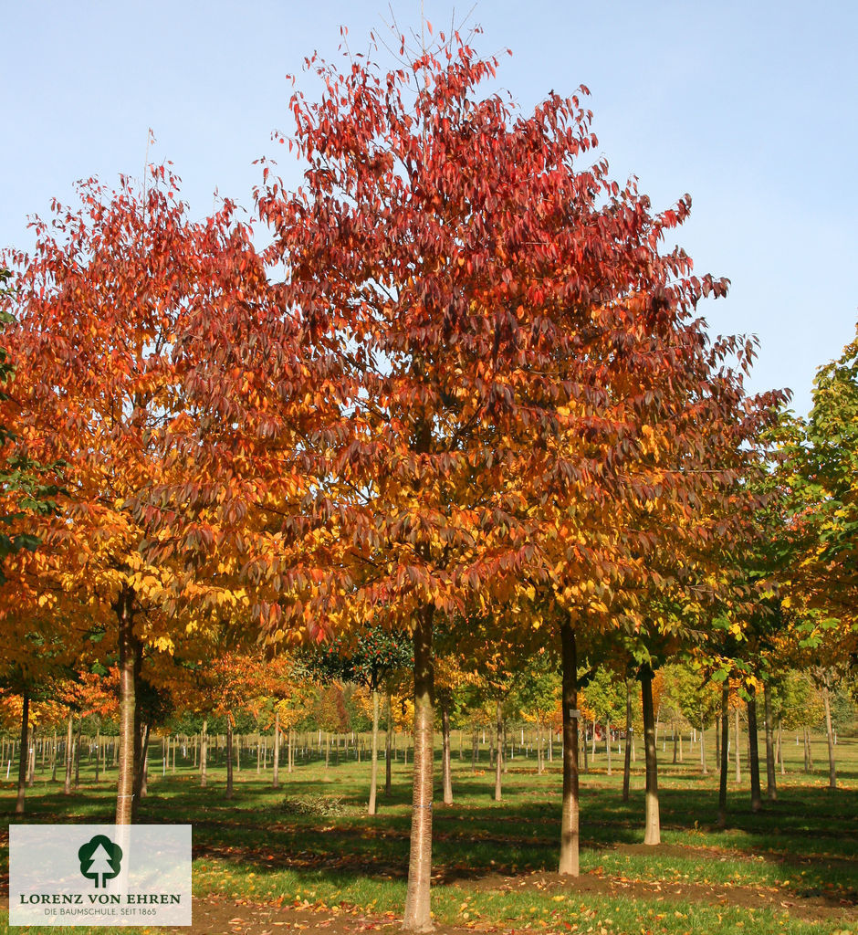 Prunus avium 'Plena'