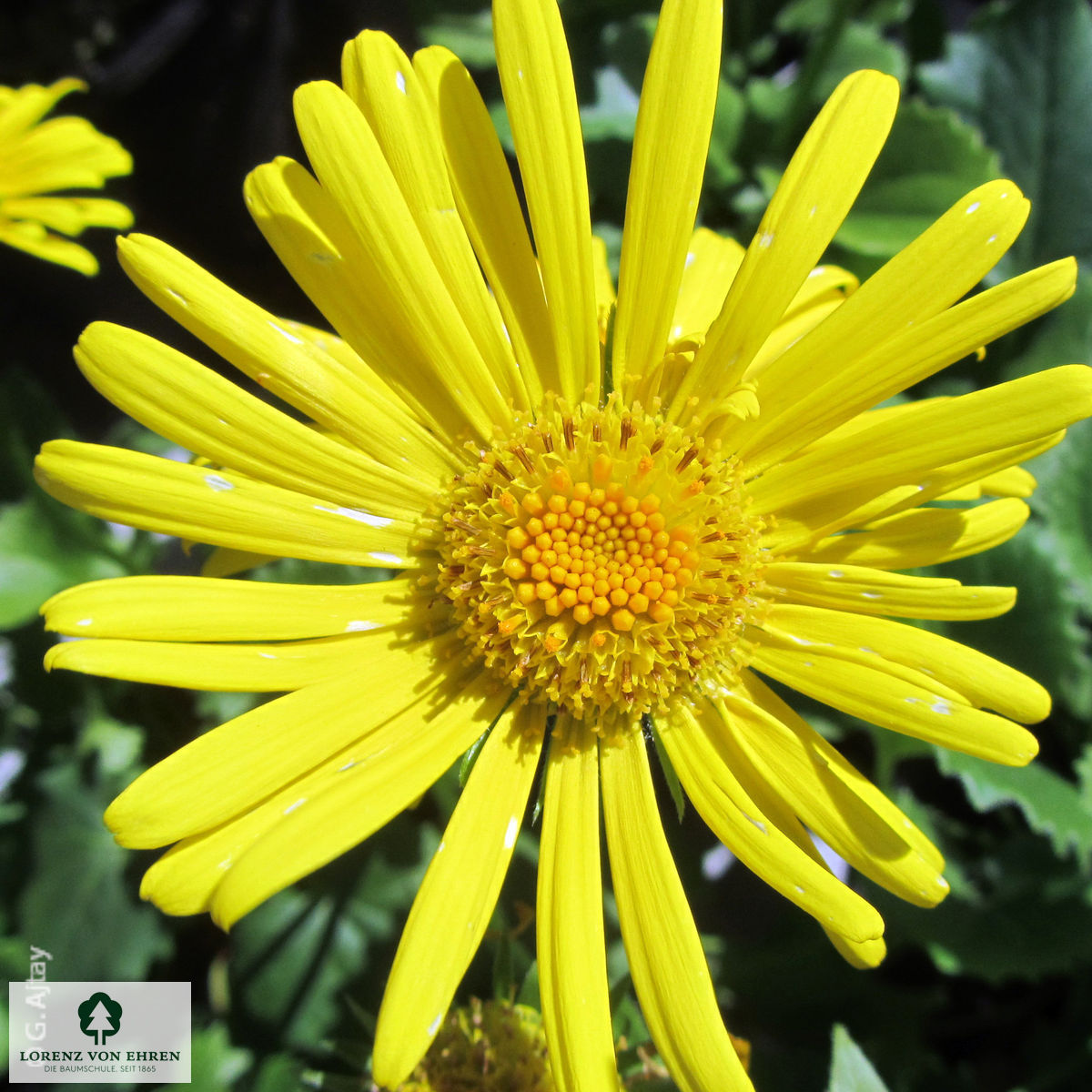 Doronicum orientale 'Magnificum'