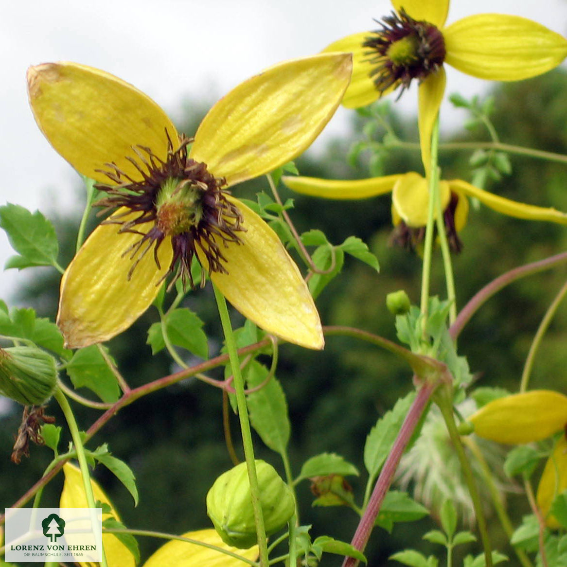 Clematis orientalis 'Golden Tiara'