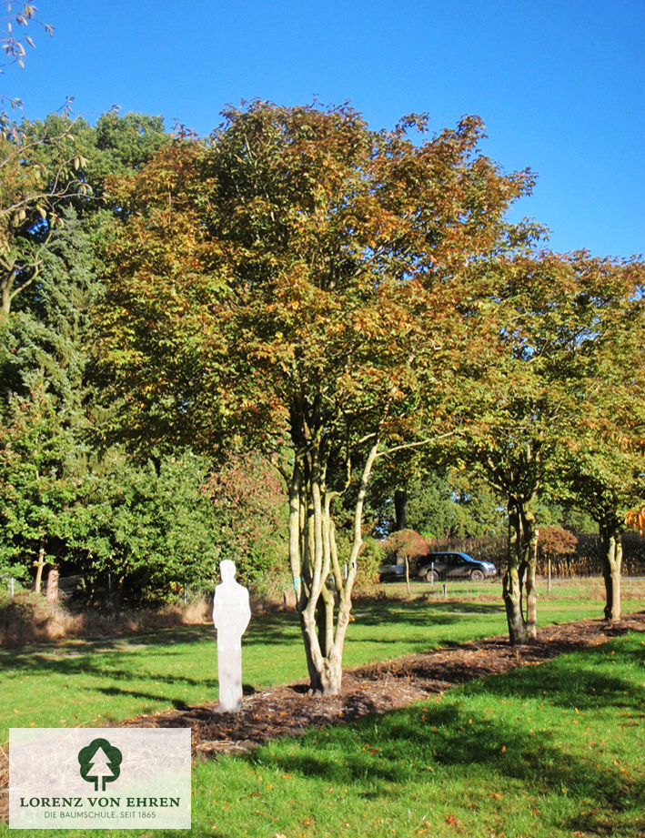 Acer neglectum 'Annae'