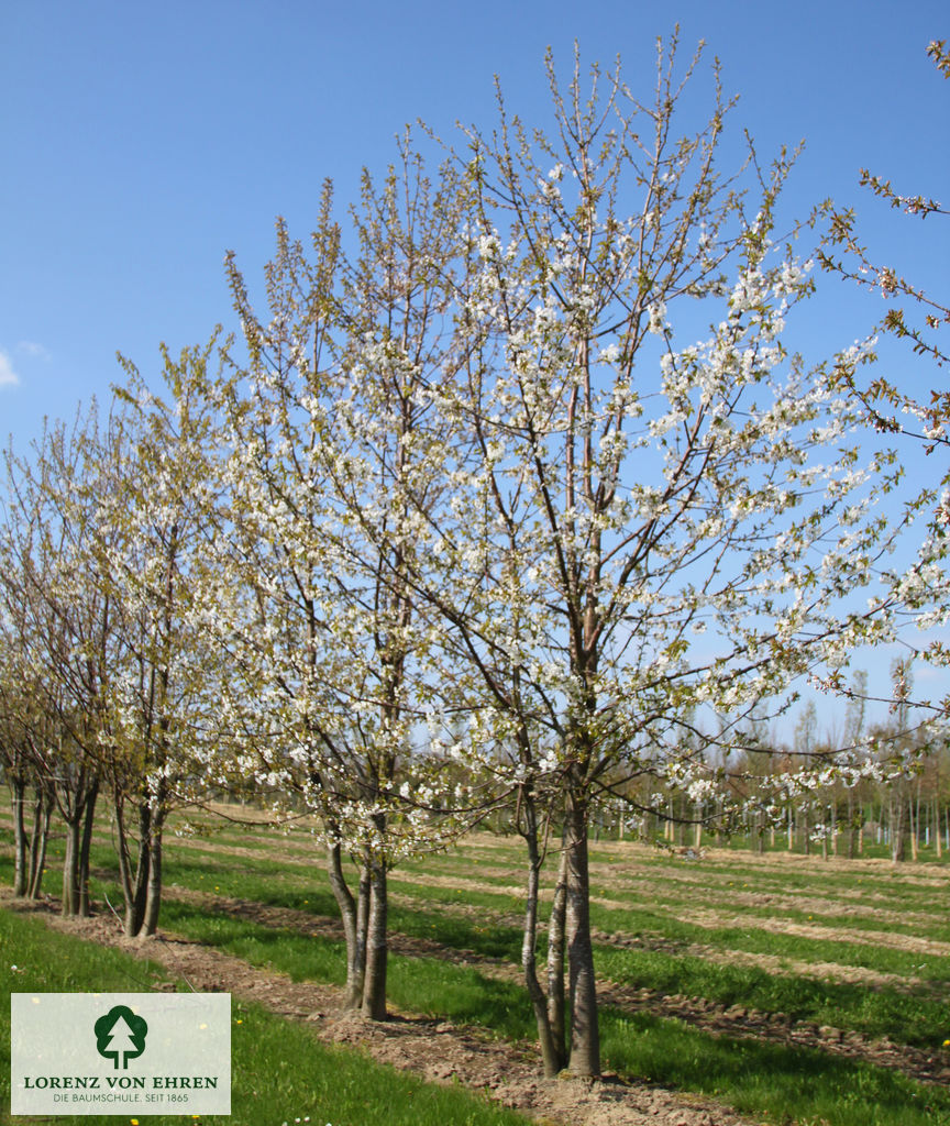 Prunus avium