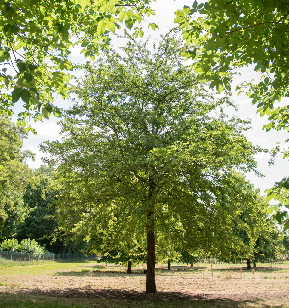 Crataegus monogyna Unikat