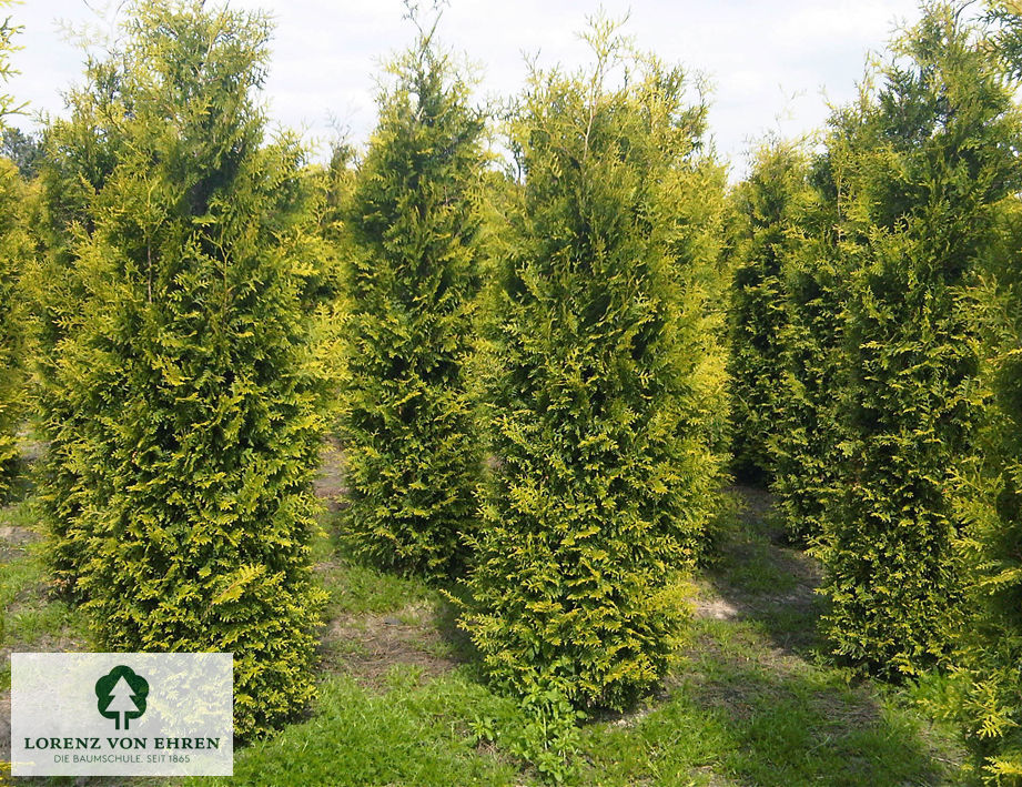 Thuja occidentalis 'Brabant'