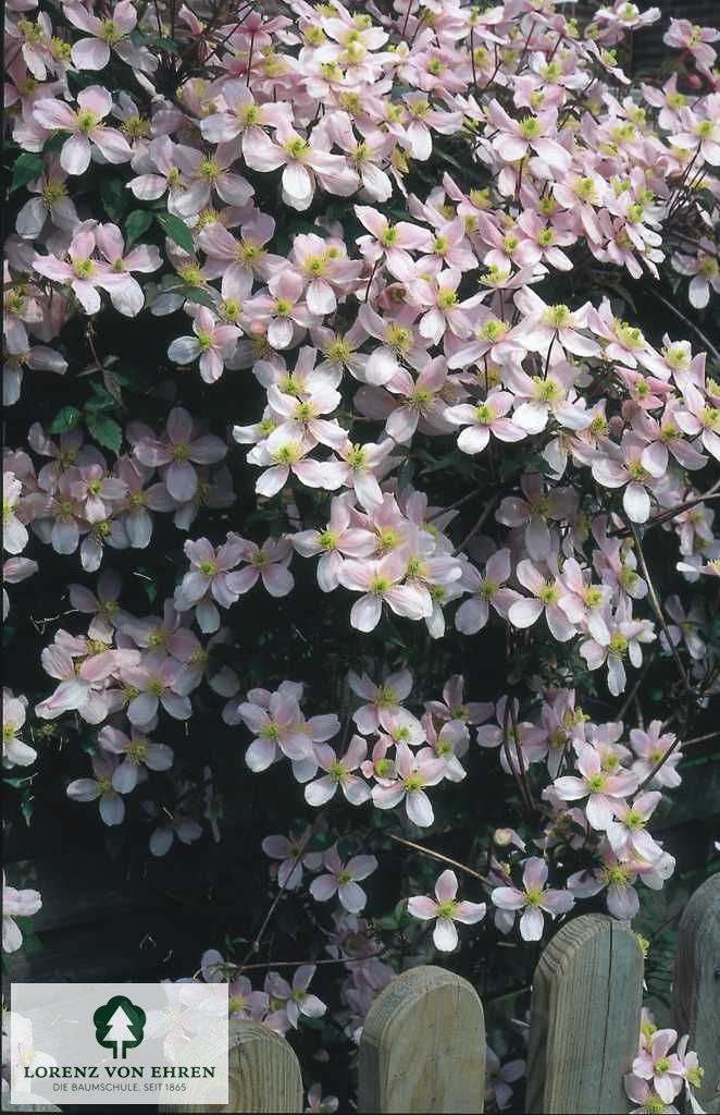 Clematis montana 'Elizabeth'