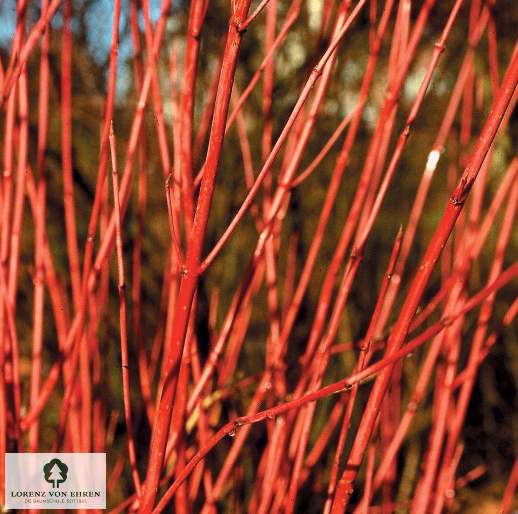 Cornus alba 'Sibirica'