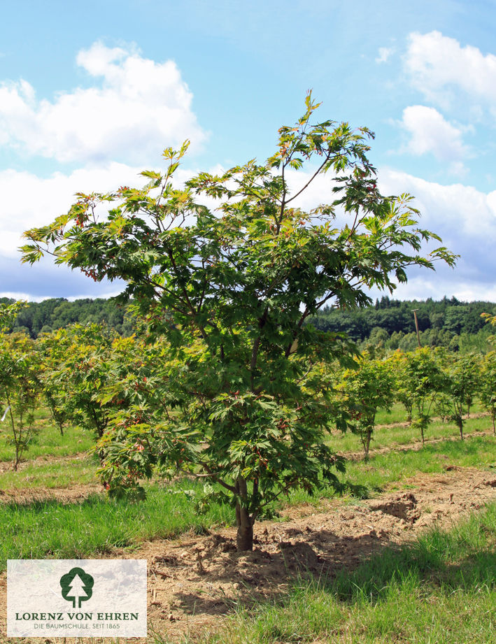 Acer japonicum 'Aconitifolium'