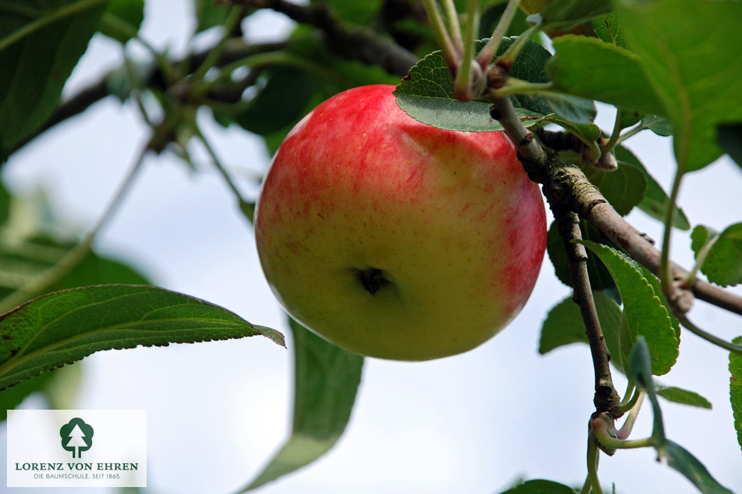 Malus domestica 'Jakob Fischer'