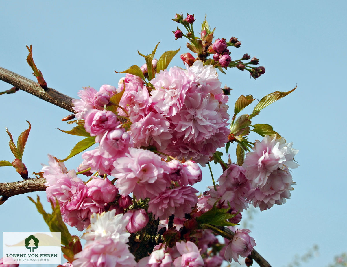 Prunus serrulata 'Kiku-shidare-zakura'